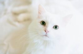 What Owners Need to Know About Pet Dental Surgery