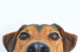 Recognizing a Pet Emergency: What You Must Know
