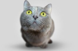 What Is the Importance of an ER Vet?