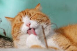How Can I Tell When It is Time to Take My Pet to the Vet?