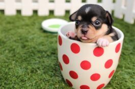 What Kinds of Veterinarians Are There?