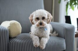 Top Three Advantages of Getting Veterinary Services