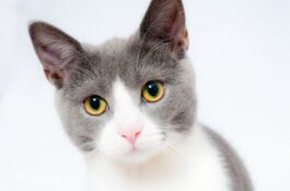 Ultimate Guide to Surgery and Veterinary Care for Your Pet