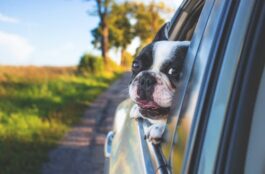 Unusual Pet Behavior: Signs Your Senior Pet Needs Medical Attention