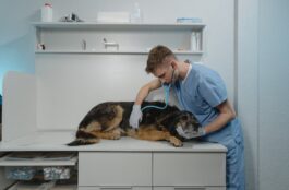 Dog Health: Pet Hospital or Pet Clinic?