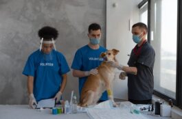 Pet Care 101: Dog Vaccinations and Its Risks