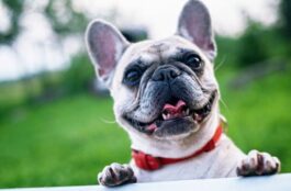 Guide on How to Avoid the Most Frequent Pet Emergencies