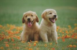 The Difference Between Pet Sitting and Pet Boarding