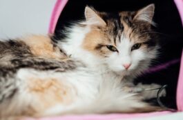 Ways You Can Provide Your New Pet With the Best Care