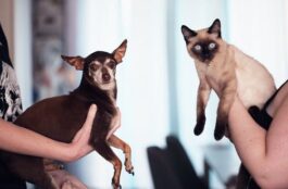 Various Dental Surgeries and Treatments for Animals