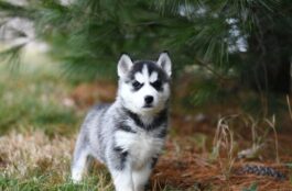 The Evidence in Their Eyes: Typical Vision Problems in Dogs and Cats