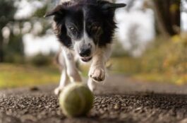 Understanding Veterinary Cold Laser Therapy