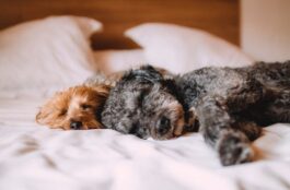 Care for Senior Pets: Returning the Favor to Our Loyal Companions