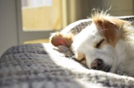 Why Is Cold Laser Therapy Good for Your Pet?