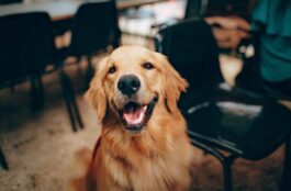 Unveiling the Procedures Available at an ER Vet Clinic