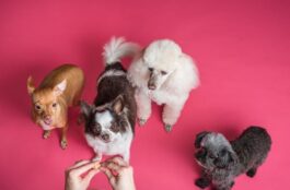 When Should Your Pet Receive Parasite Vaccines? A Timeline for Optimal Protection