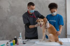 Is Your Pet in Pain? How Veterinary Internal Medicine Can Provide Relief and Improve Their Quality of Life