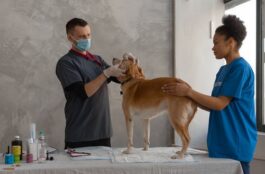 Why are Regular Check-ups Important for Pets?