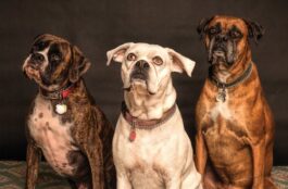 What Pet Signs and Symptoms May Indicate the Need for a Vet Visit?