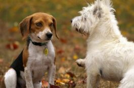 Who Should Conduct My Pet’s Geriatric Care Assessment?