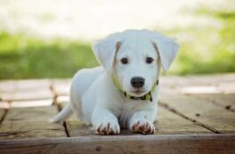 Why Are Pet Vaccinations So Crucial for Your Furry Friends?