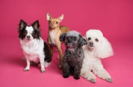 How Can Different Types of Veterinary Surgery Improve My Pet’s Health?