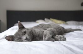 What Types of Exotic Pets Are Suitable for Home Care?