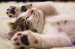 What is a Pet Wellness Exam?