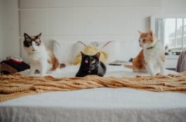 When Should You Start Behavior Training for Your New Kitten or Puppy?