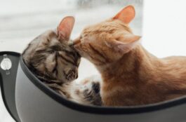 Why Are Regular Check-ups Crucial in Detecting Ocular Disorders in Pets Early?