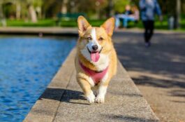 Why Do Pets Need Surgical Care?