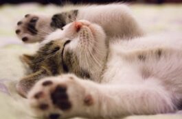 How Can I Prepare My Pet for an Upcoming Surgery?