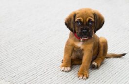 What Signs Indicate Dental Pain in Pets?