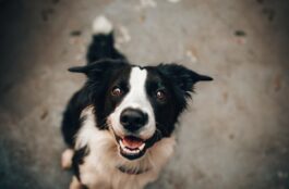 What Precautions Should I Take for My Pet’s Post-Operative Care at Home?